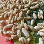 Forme di pasta cavatelli fatte a mano che si asciugano su una tavola infarinata durante un corso di cucina toscana